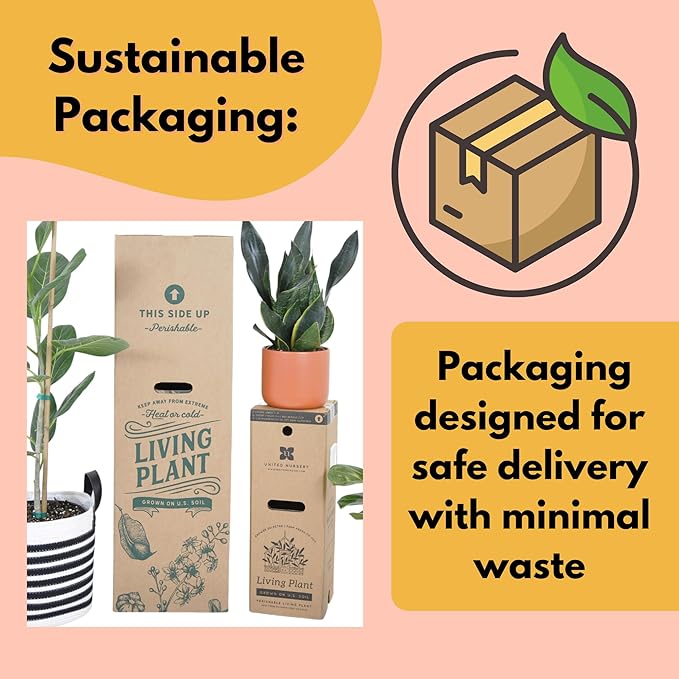 United Nursery Dracaena Janet Craig Compacta β Tall Indoor Plant in 10β Grower Pot β 38β42 Inches Tall β Low-Light, Air-Purifying Tropical Houseplant β Easy-Care Green Foliage for Home or Office