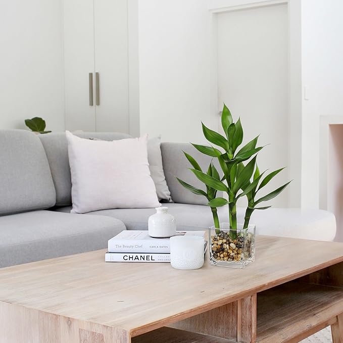 Artificial Lucky Bamboo Plant 17.3 Fake Plant in Rectangular Glass Pot for Centerpiece Table Decorations Farmhouse Wedding Home Greenery Decor