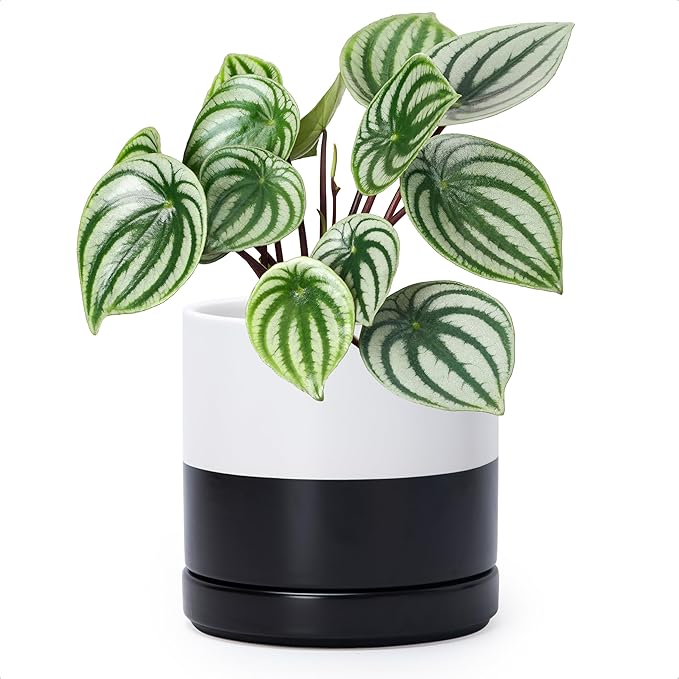 D'vine Dev 6.5 Inch Ceramic Planter Pot with Drainage Hole and Saucer, Indoor Cylinder Round Planter Pot, Layered Monochrome Black & White, 94-O-C-L