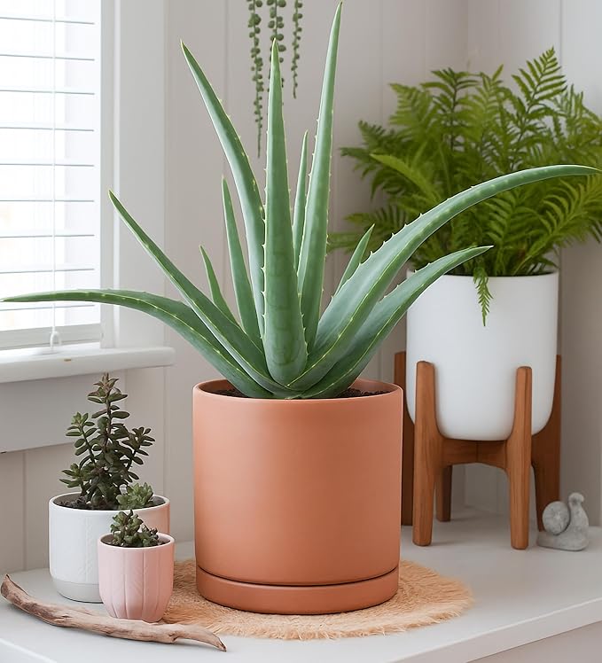 D'vine Dev Medium 8 Inch Terracotta Plant Pot with Drainage Hole and Saucer, Round Cylinder Planter Pot for Indoor Plants, 40-X-A-4