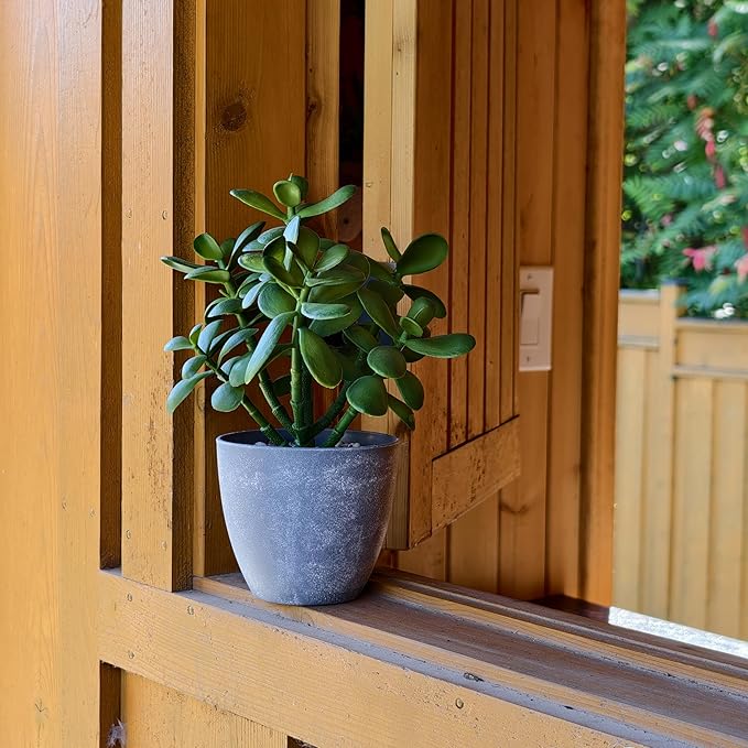 365 Blooming Decor Artificial Jade Plant 12 inch in Gray Pot for Home, Office Decor, Money Tree, Crassula ovata (Gray Pot, 12 inch)