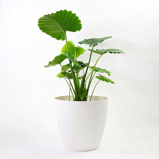 American Essence Memphis Small Round Plastic Planter - 13 in x 13 in x 11.6 in - White