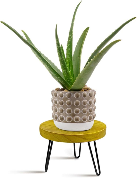 OBTAIN Plant Stand Indoor Outdoor, Wooden plant Stool, Mid Century Plant Stand for Indoor Plants, Wood Modern Plant Holder Rattan Flower, Low Short Boho Rustic Planter Stand Fit 5-15 Inch Pot(M)