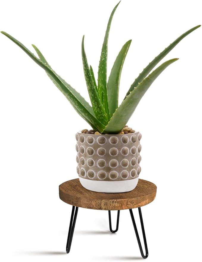 Plant Stand Indoor Outdoor, Wooden plant Stool, Mid Century Plant Stand for Indoor Plants, Wood Modern Plant Holder Rattan Flower, Low Short Boho Rustic Planter Stand Fit 5-15 Inch Pot(M)