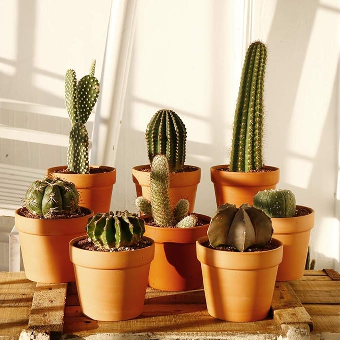 4.6 Inch Terracotta Clay Pots Pack of 8 - Mini Hand Craft Nursery Plant Pot Succulent Cactus DIY Pottery Planter Home Garden Windowsill Decoration