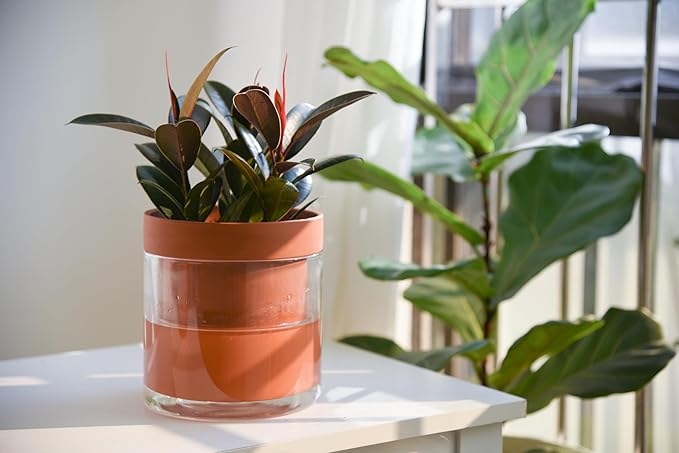 Phoenix Vine 6 Inch Self Watering Planter Pot, Terracotta Clay Pot with Glass Reservoir for Indoor Plants, Herbs, Flowers, Set of 1, 52-A-F-1