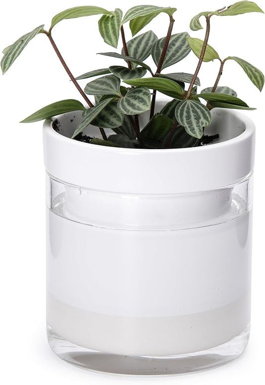 Phoenix Vine 4 Inch Self Watering Planter, White Terracotta Clay Pot with Glass Reservoir for Indoor Plants, Herbs, Flowers, Set of 1, 52-B-E-1