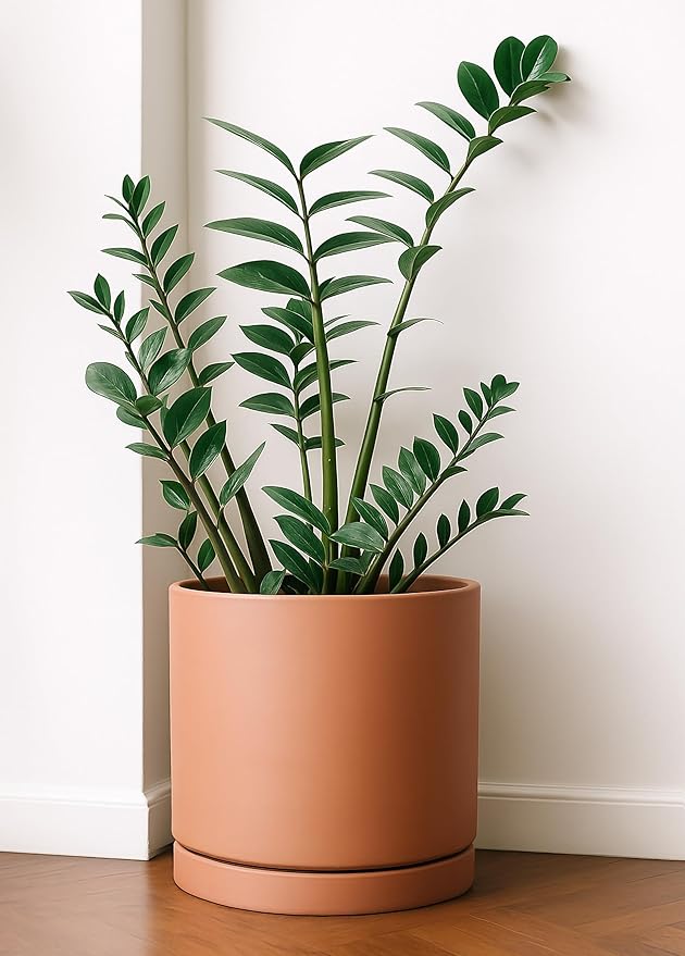 D'vine Dev Large 10 Inch Terracotta Plant Pot with Drainage Hole and Saucer, Round Cylinder Planter Pot for Indoor Plants, 40-X-A-5