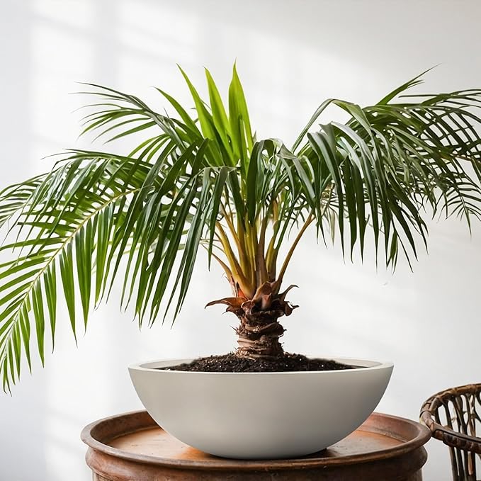 6.9" H x 19.7" D Round Bowl Fiberstone Planter for Succulent and Lotus, Drainage Hole, Weather Resistant for Indoor and Outdoor Use, Included 2 Extra Coco Mats (Taupe, 17.9" Pot Opening)