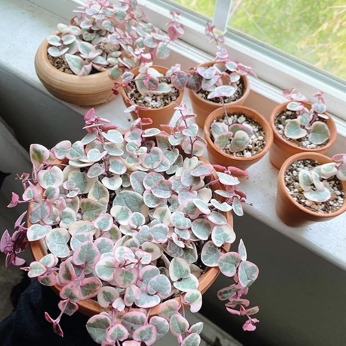 Terracotta Pots - 4 inch, Pack of 12 Small Clay Pots with Drainage Holes and Saucers for Succulents, Cactus, Indoor, Outdoor