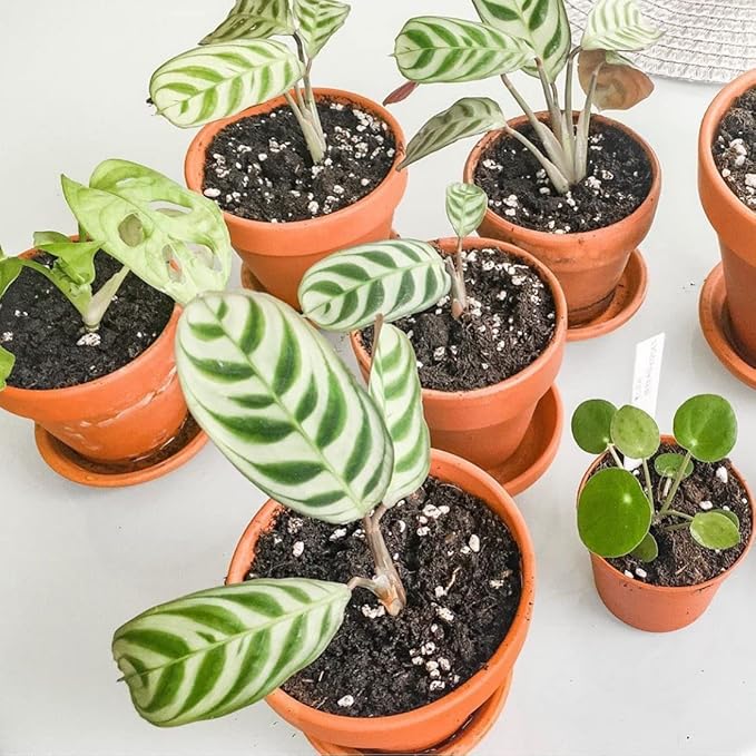 Terracotta Pots 6 Inch (4 Pack), Clay Pots for Plants with Drainage Hole and Saucer, Flower Pot with Tray, Large Terracotta Pot for Indoor Outdoor Plant