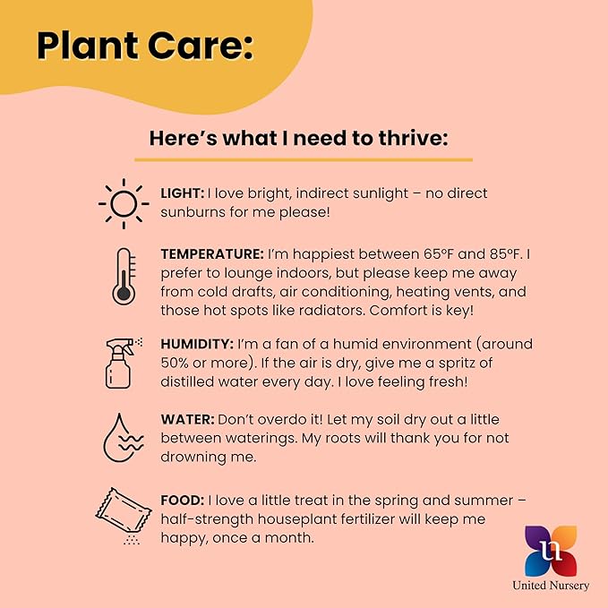 United Nursery Dracaena Janet Craig Compacta – Tall Indoor Plant in 10” Grower Pot – 38–42 Inches Tall – Low-Light, Air-Purifying Tropical Houseplant – Easy-Care Green Foliage for Home or Office