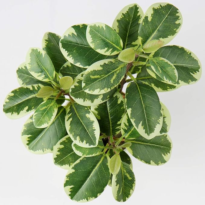 Briful Artificial Plants Mini Camellia Potted Fake Plants Small Faux Plastic Plants Desk Plant Artificial Flowers with Vase for Home Office Desk Kitchen Garden Indoor Decor