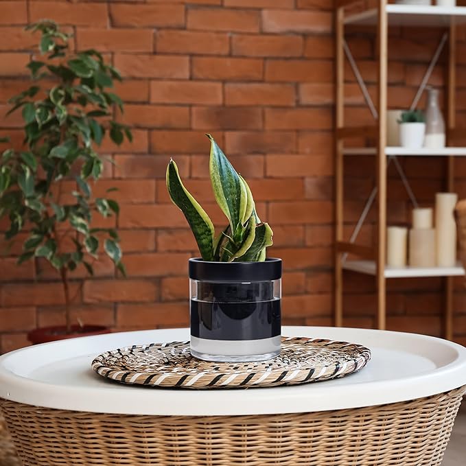Phoenix Vine 6 Inch Self Watering Terracotta Planter, Black Terracotta Clay Pot with Glass Reservoir for Indoor Plants, Herbs, Flowers, Set of 1, 52-C-F-1