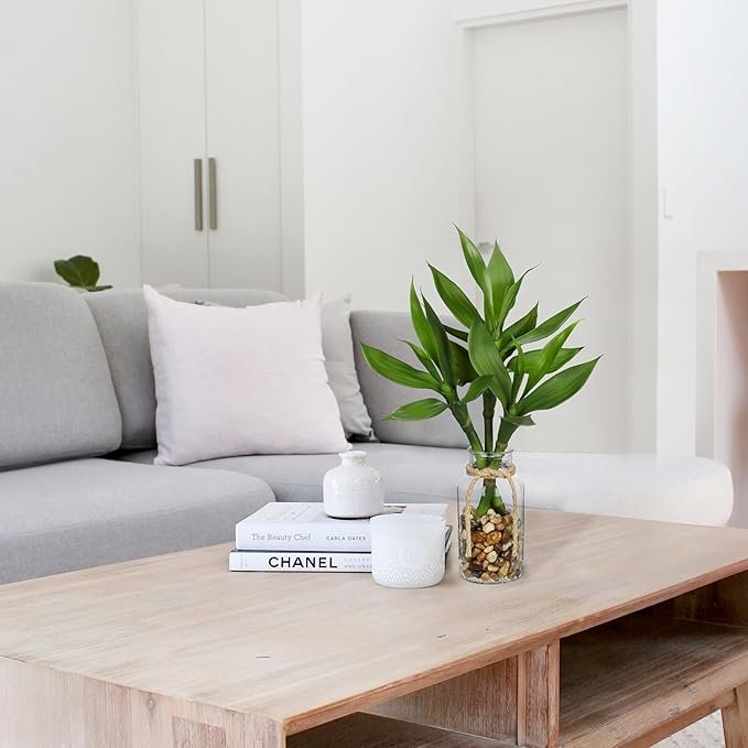 Artificial Lucky Bamboo Plant 17.3 Fake Plant in Glass Vase for Home Indoor Table Centerpieces Desk Office Living Room Bedroom Decoration