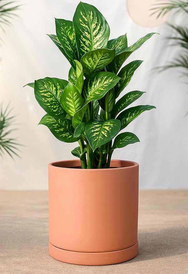 D'vine Dev Large 10 Inch Terracotta Plant Pot with Drainage Hole and Saucer, Round Cylinder Planter Pot for Indoor Plants, 40-X-A-5