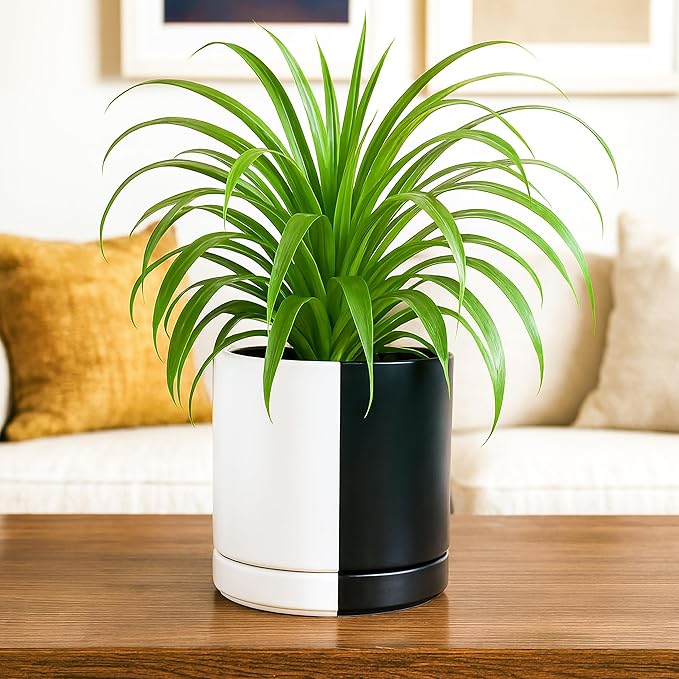 D'vine Dev 6.5 Inch Ceramic Planter Pot with Drainage Hole and Saucer, Indoor Cylinder Round Planter Pot, Split Monochrome Black & White, 94-O-C-0