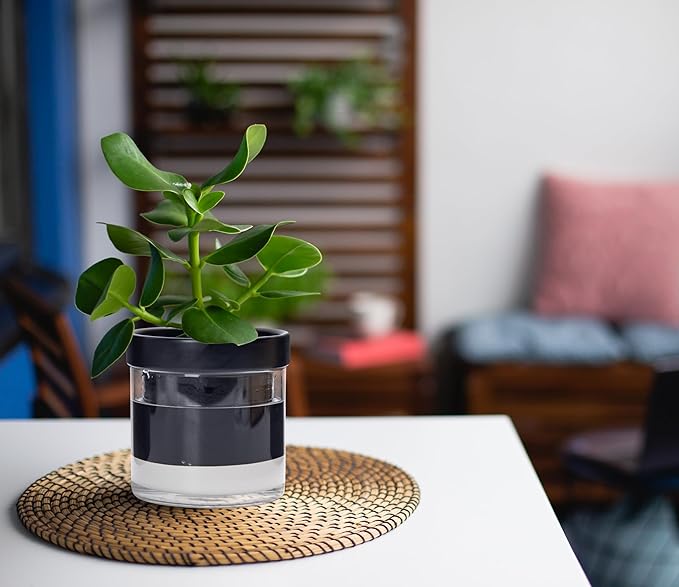 Phoenix Vine 4 Inch Self Watering Planter Pot, Black Terracotta Clay Pot with Glass Reservoir for Indoor Plants, Herbs, Flowers, Set of 4, 52-C-E-4