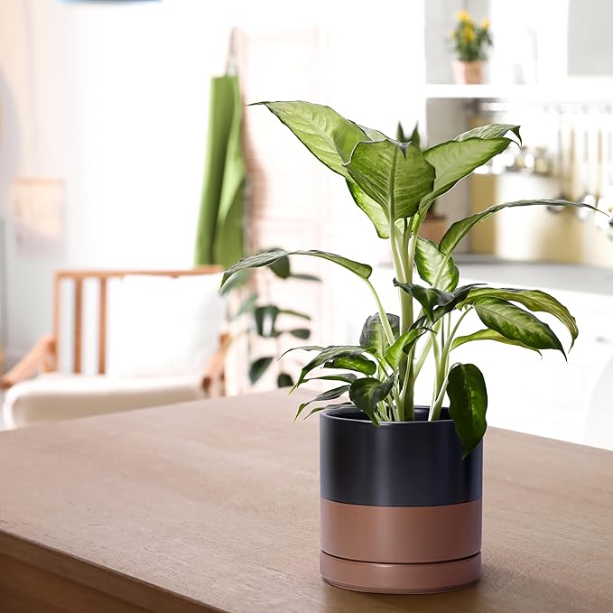 D'vine Dev 6.5 Inch Ceramic Planter Pot with Drainage Hole and Saucer, Indoor Cylinder Round Planter Pot, Black/Speckled Tan, 94-O-C-7