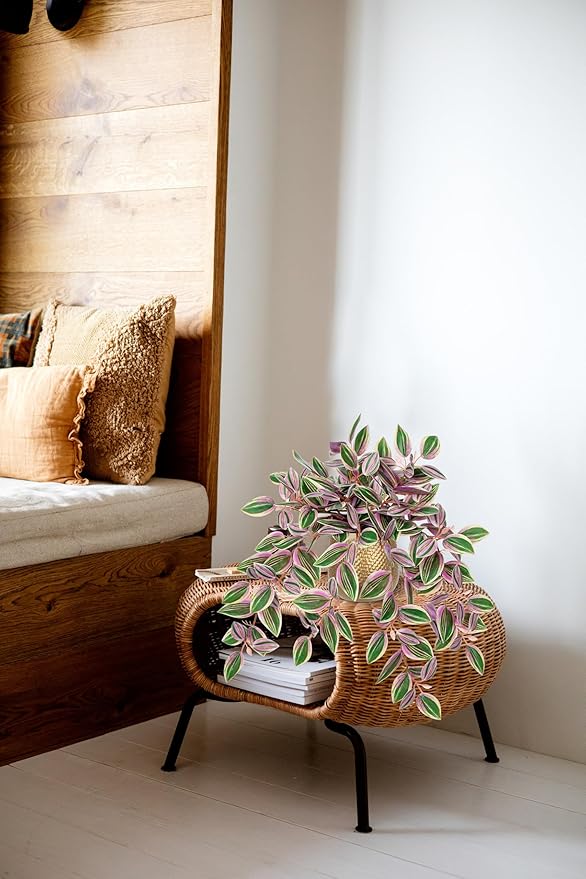 Briful Faux Plants Indoor 17.7in Fake Watermelon Peperomia Plant in Gold Pot with Realistic Silk Pink Leaves Artificial Potted Plant for Home Office Table Shelf Desk Modern Room Decor