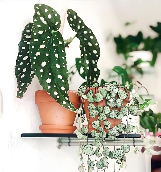 Terracotta Pots 8 Inch(2 Pack), Large Clay Pots for Plants with Drainage Hole and Saucer, Terracotta Planter Pot for Indoor Outdoor Plant