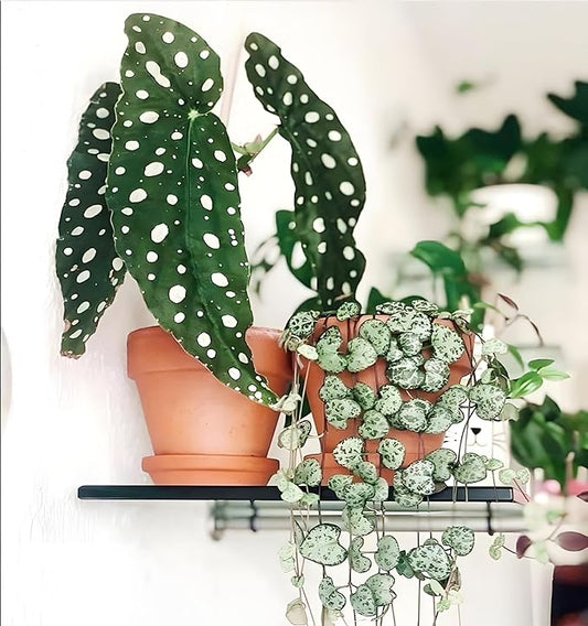 Terracotta Pots 8 Inch(2 Pack), Large Clay Pots for Plants with Drainage Hole and Saucer, Terracotta Planter Pot for Indoor Outdoor Plant