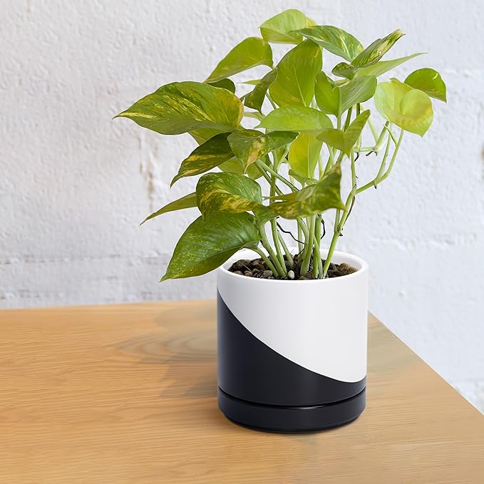D'vine Dev 6.5 Inch Ceramic Planter Pot with Drainage Hole and Saucer, Indoor Cylinder Round Planter Pot, Oblique Monochrome Black and White, 94-O-C-K