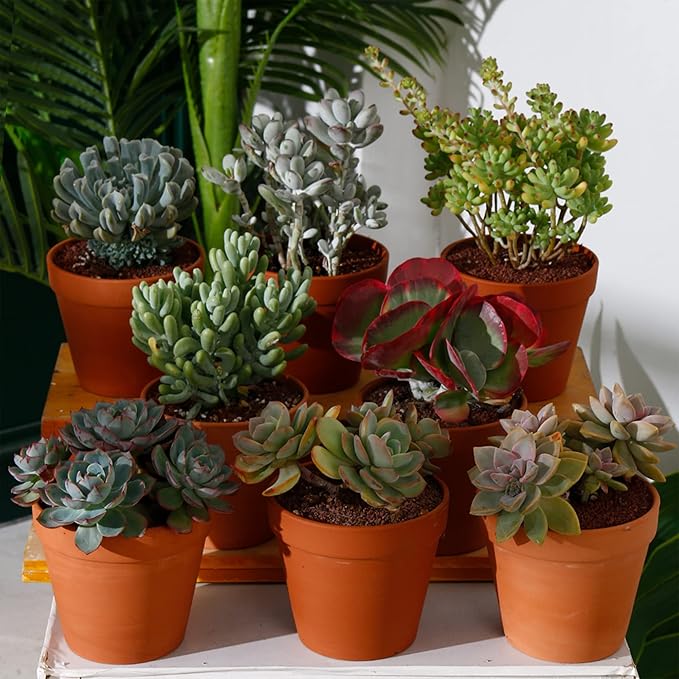 Yishang 8 Pcs Large Terracotta Pot Clay Pots 5.5'' Clay Ceramic Pottery Planter Cactus Flower Pots Succulent Pot Drainage Hole- for Indoor/Outdoor Plant Crafts