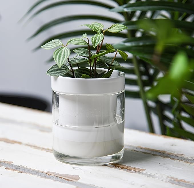 Phoenix Vine 4 Inch Self Watering Planter, White Terracotta Clay Pot with Glass Reservoir for Indoor Plants, Herbs, Flowers, Set of 2, 52-B-E-2