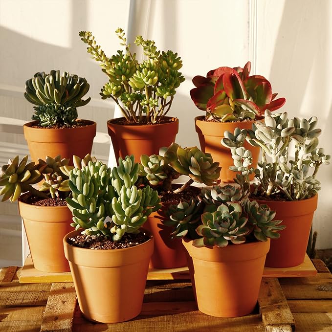 Yishang 8 Pcs Large Terracotta Pot Clay Pots 5.5'' Clay Ceramic Pottery Planter Cactus Flower Pots Succulent Pot Drainage Hole- for Indoor/Outdoor Plant Crafts