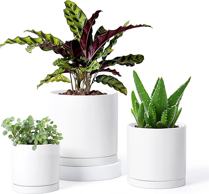 D'vine Dev White Terracotta Pots for Plants, 4.2 Inch 5.3 Inch 6.5 Inch, Succulent Planter Pot with Drainage and Saucer, 40-T-A-1