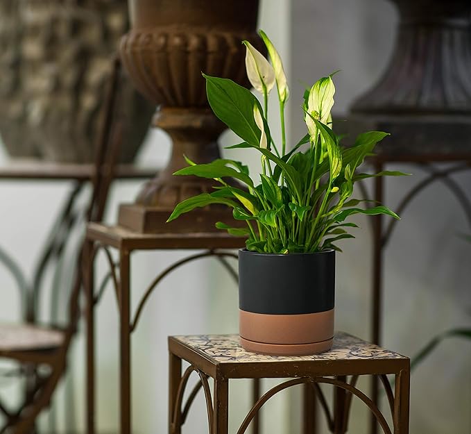 D'vine Dev 8 Inch Ceramic Planter Pot with Drainage Hole and Saucer, Indoor Cylinder Round Planter Pot, Black/Speckled Tan, 94-O-D-7