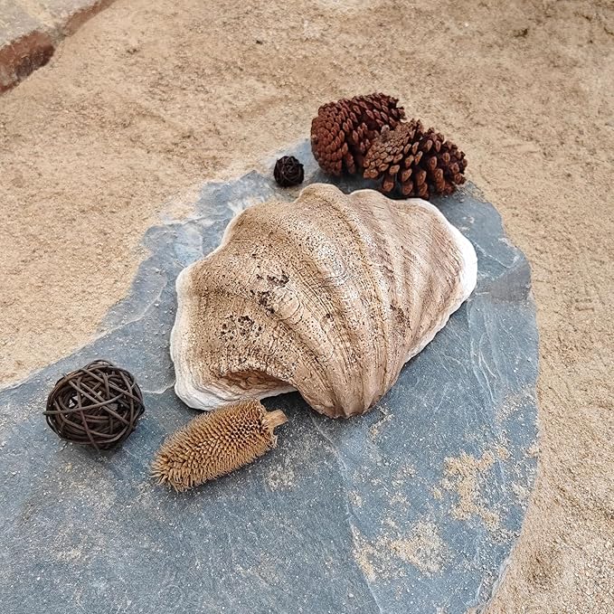 Medium Pearl White Weathering Scalloped Clam Shell Bowl Sea Shell Decor for Nautical Beach House,Coastal Decor Gift of Housewarming and Wedding Party